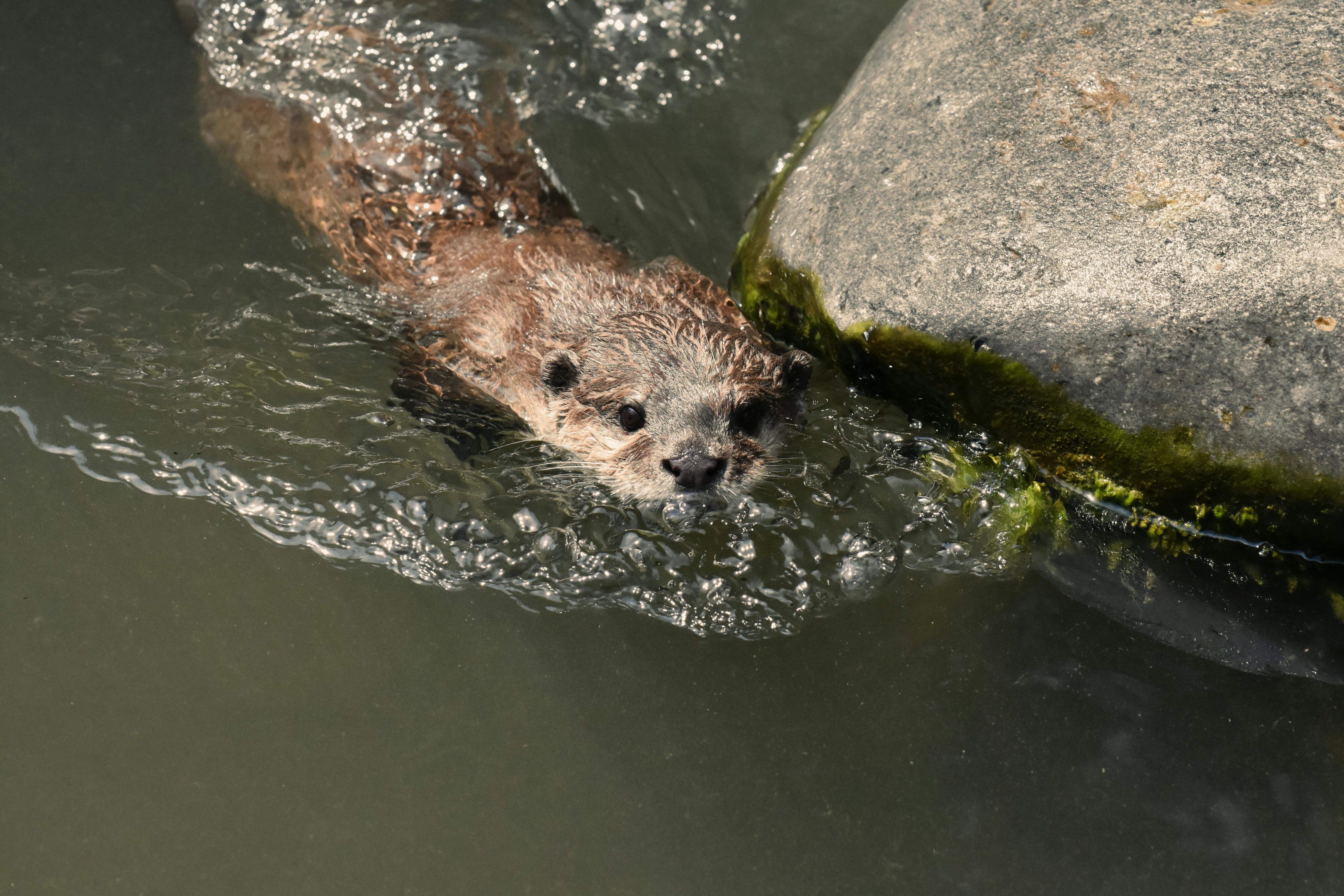 Lessons from the Creek: Reflections on Childhood and Otter Friends